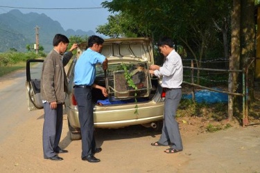 Phong Nha Ke Bang National Park recieved a Red-shanked douc langur to rescue